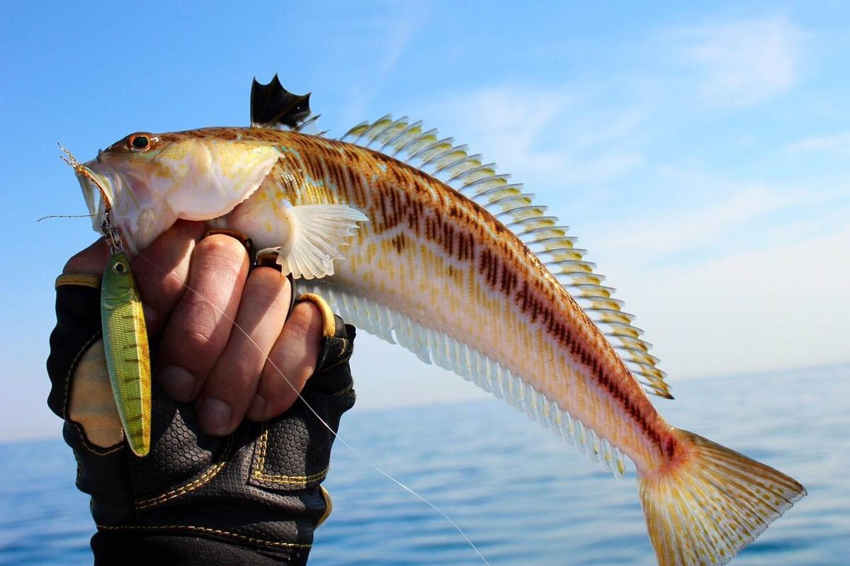 рыба черного моря в крыму