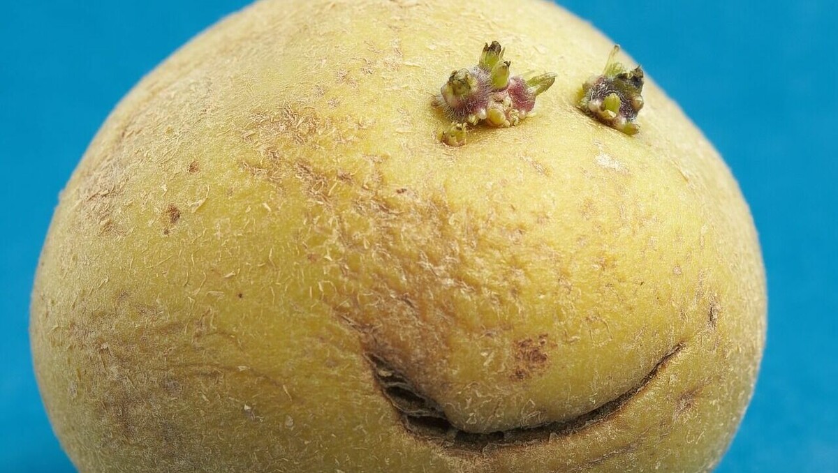     Компания из Ростова-на-Дону, заказавшая из-за границы картофель, нарушила валютное законодательство на 371 миллион рублей, сообщает Южное таможенное управление.