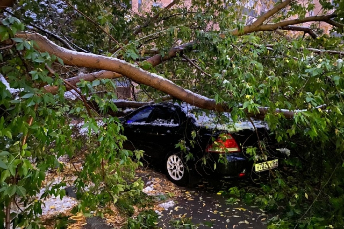    В Воронеже за день шквалистый ветер повалил 39 деревьев