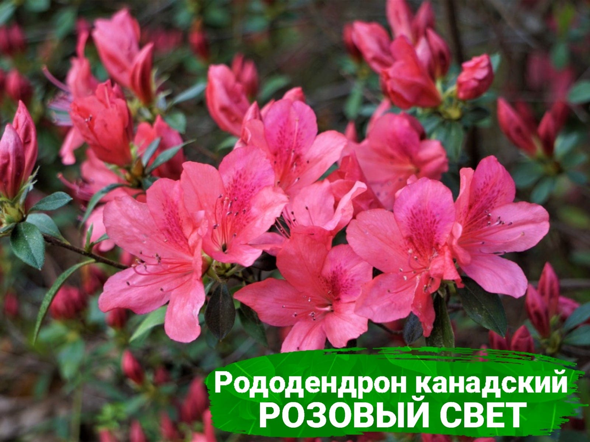 Рододендрон Канада