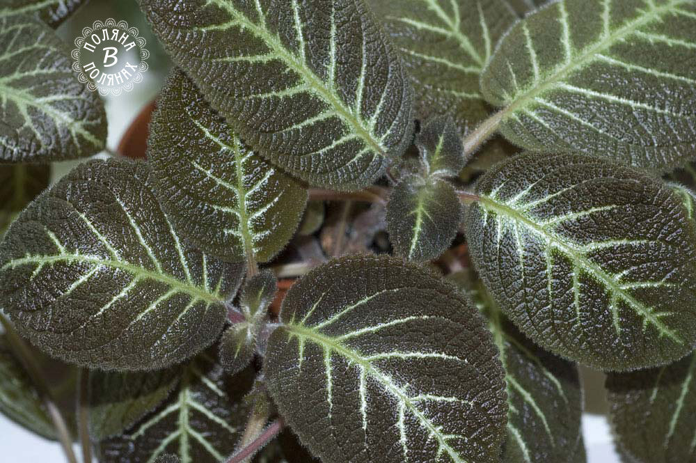 Бархатные листочки, так и хочется их трогать