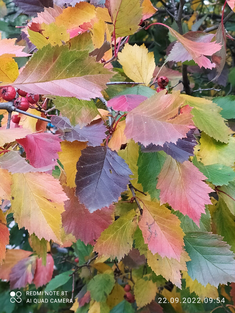 Забавный разноцветный куст. Не знаю что это такое, но помимо иголок и красных ягод, на нём растут осенью разноцветные листья. Он начал цвет менять одним из первых, а вовсе «полысел» совсем недавно. 