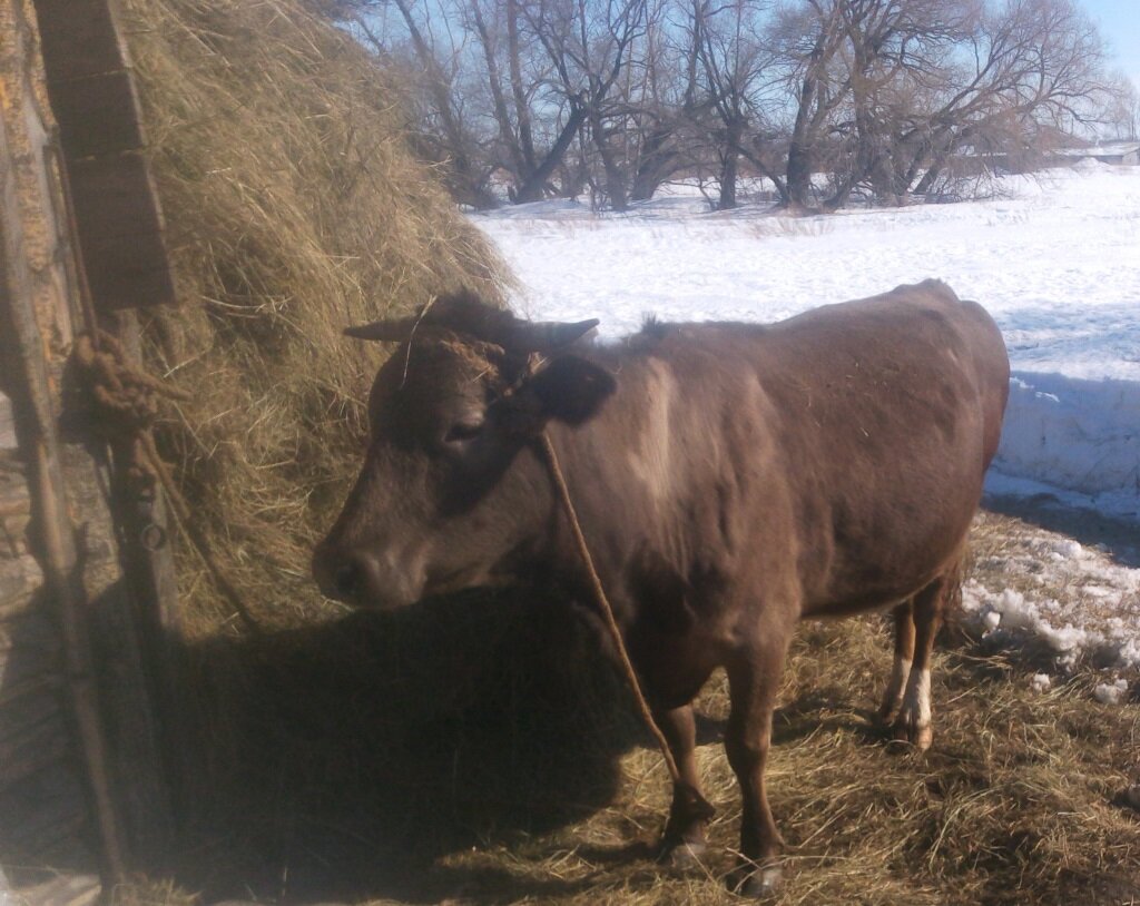 Корова Буська