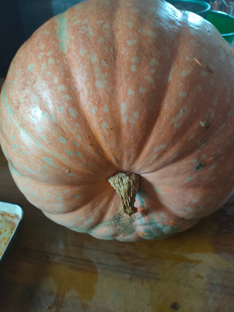 Тыква. Фото автора.