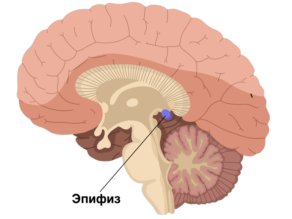 Пинеальная железа это. Гипофиз эпифиз таламус. Гипоталамус и шишковидная железа. Анатомия головного мозга шишковидная железа. Эпифиз шишковидная железа строение.