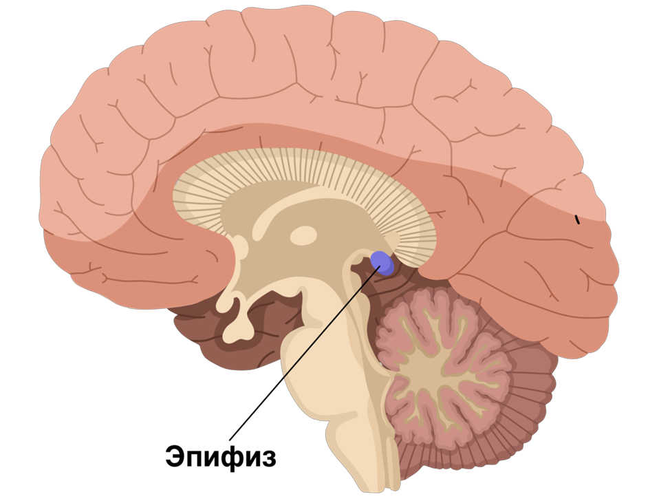 Гипоталамус эпифиз. Гипоталамус и шишковидная железа. Шишковидная железа головного мозга анатомия. Строение головного мозга эпифиз. Гипоталамус гипофиз эпифиз.