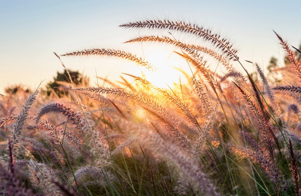 Источник: https://ru.freepik.com/free-photo/grass-flower-at-sunset_13181282.htm#query=рассвет&position=39&from_view=search&track=sph