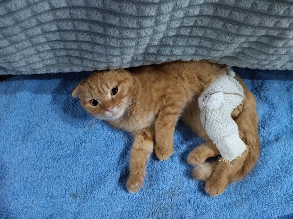 Наложили гипс и запретили передвижение. И вот после 3 месяцев лечения.