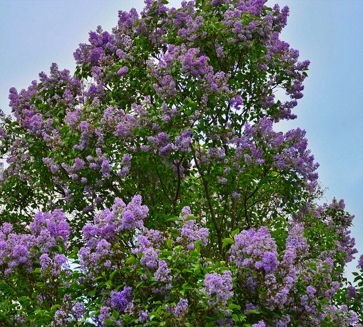 Сиреневая гора