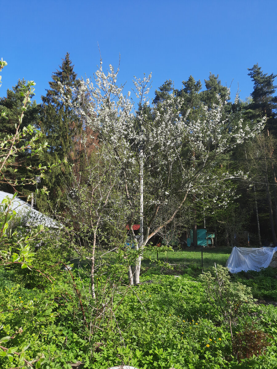 Слива в цвету весной красавица.