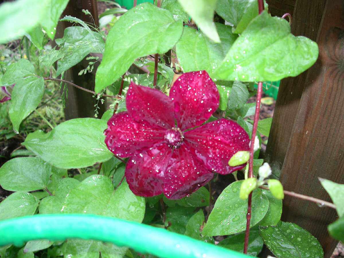 Клематис Жакмана Rouge Cardinal