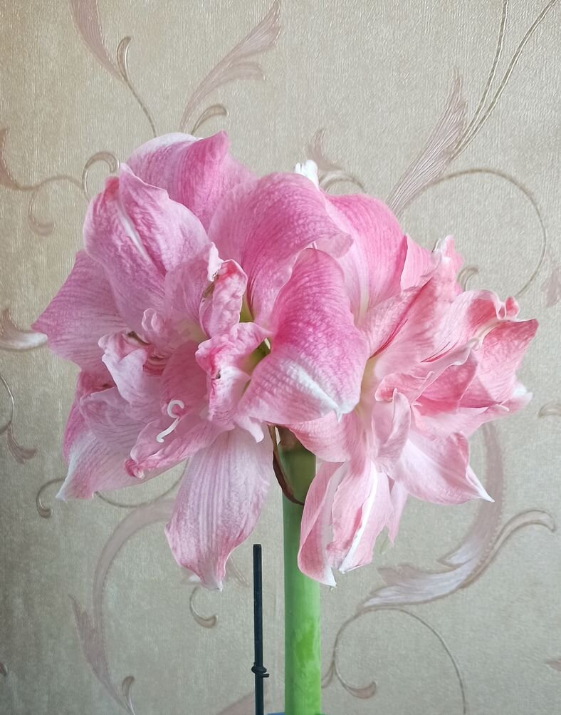 гиппеаструм Sweet Pink