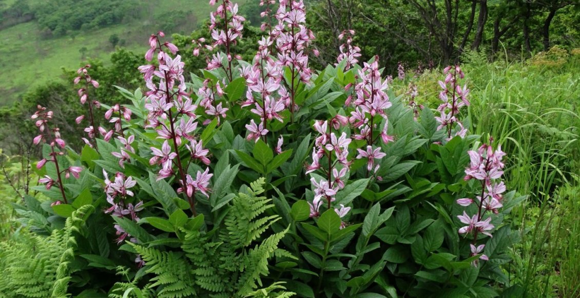    Ясенец мохнатоплодный/Фото из открытого источника