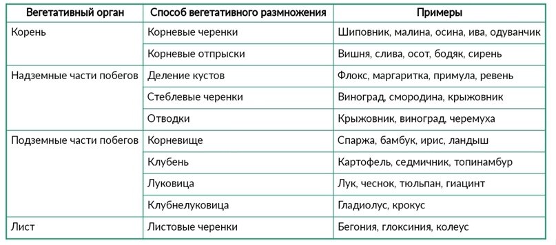 Способы вегетативного размножения проект