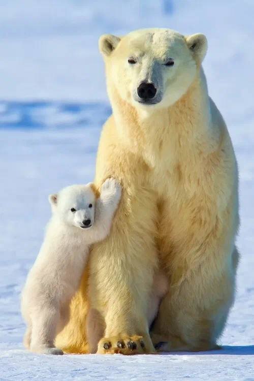 Медведи переносят температуру -45 градусов и ниже