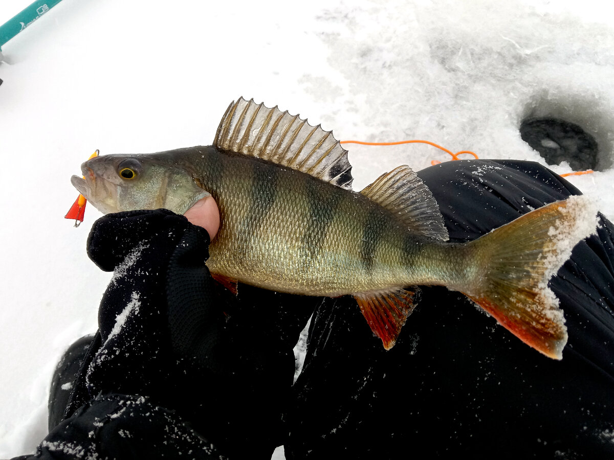 Смотреть рыбу подо льдом: информация и советы