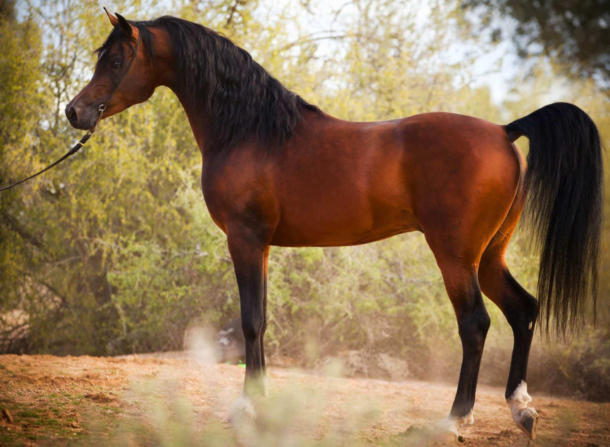 Породистый конь. Кигер Мустанг гнедой. Кохейлан-сиглави. Лошади породы арабская чистокровная. Кохейлан арабская лошадь.
