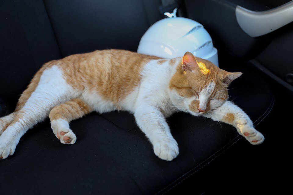 Когда на стройке уставали лапки, я звал на помощь Михалыча, у него же машина. Машины точно не устают!