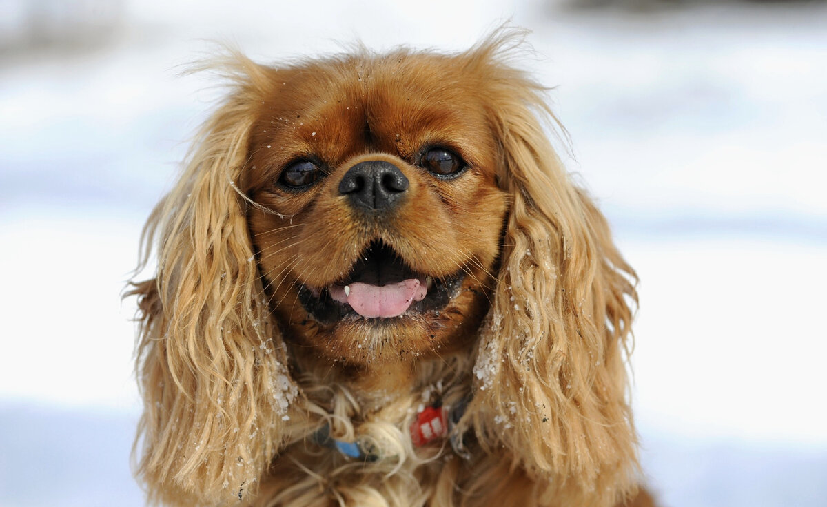 Like Silk Eclipse ( Люба ) 