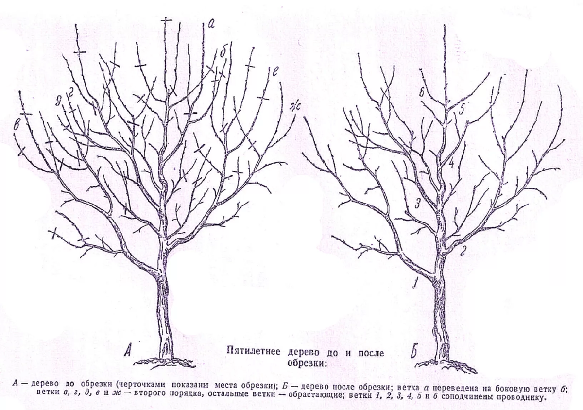Как правильно обрезать яблоню весной фото