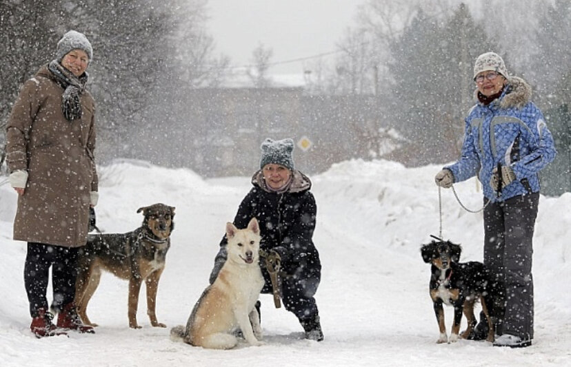 Подмосковные депутаты приняли закон об обязательной регистрации домашних животных