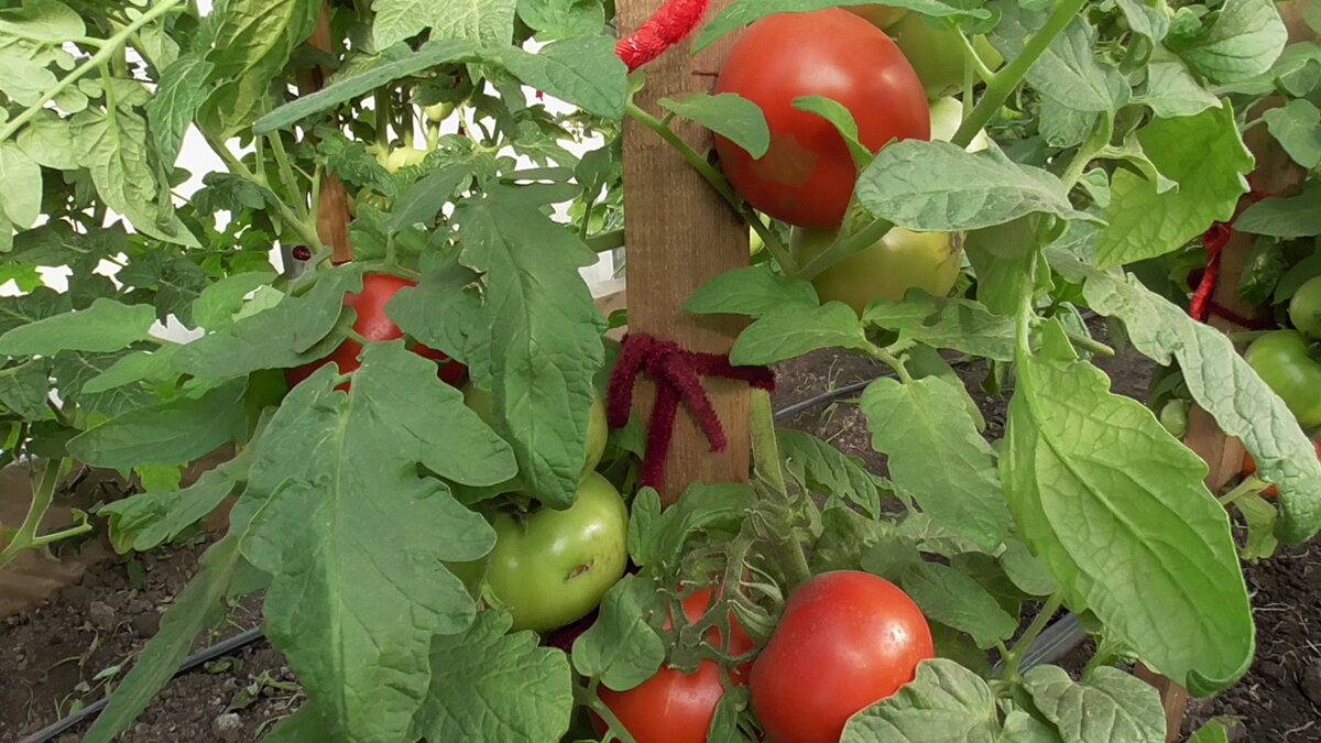 Томат "Мамонтенок". Этот сибирский сорт – новинка заслуживает высших похвал!