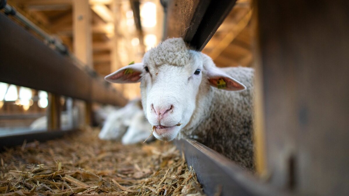     На посту «Мухен» через реку Амур был остановлен грузовой тягач с прицепом, перевозивший мелкий рогатый скот.