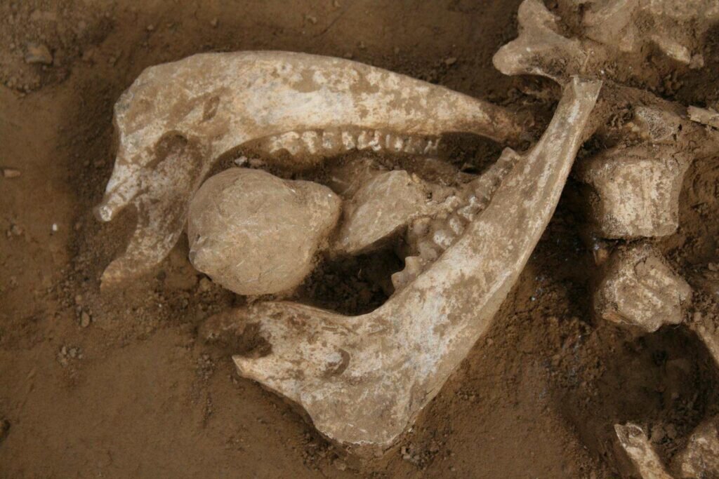    Во рву нашли множество костей животных / ©Inrap