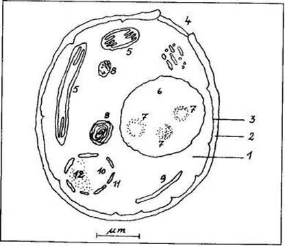 1 - цитоплазма; 2 - клеточная стенка; 3 - клеточная мембрана; 4 - почечный рубец;  5 - митохондрии;  6 - ва¬куоль;    7 - полиметафосфатная гранула; 8 - липидная гранула; 9 - эндоплазматическая сеть, 10 - клеточное ядро (нуклеус); 11 -  мембрана ядра; 12 – ядрышко. (Фото из общедоступных интернет-источников.)