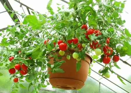 Ампельные томаты – растут и в огороде, и на подоконнике