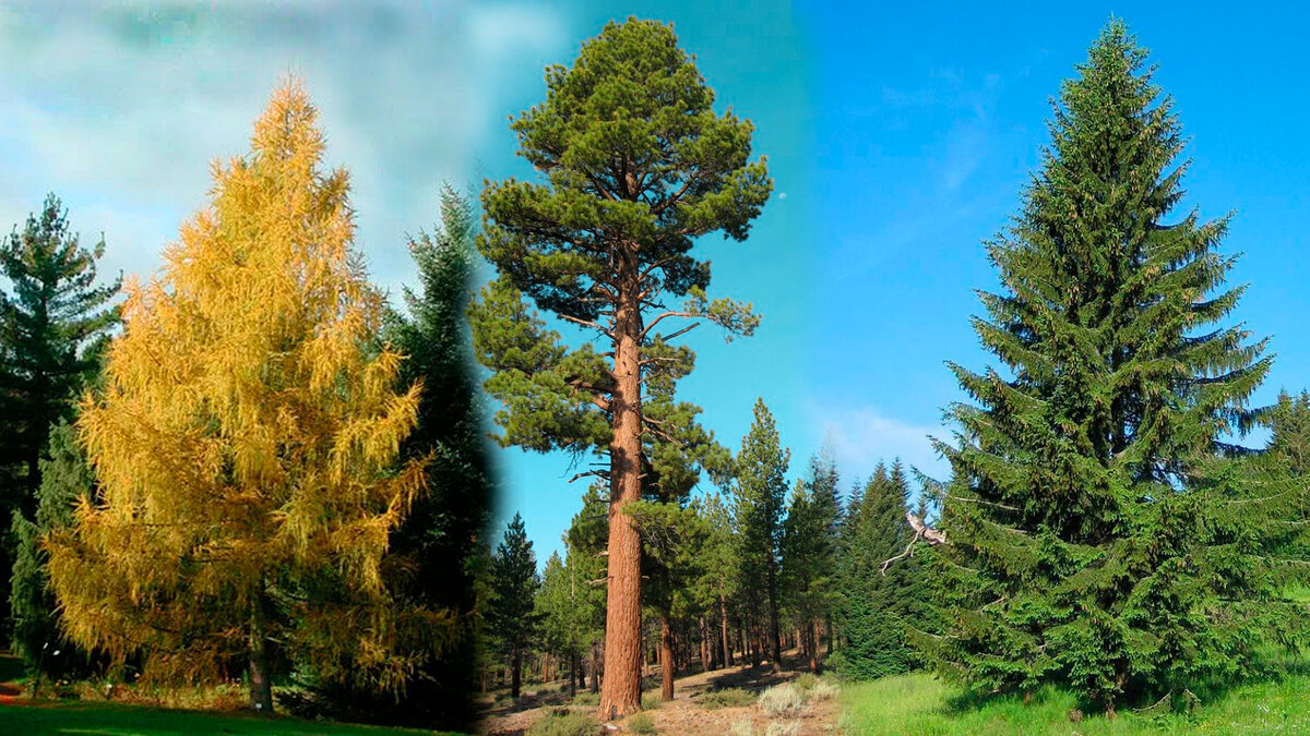 Хвойные породы древесины