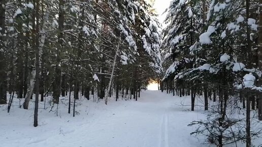 Красота зимнего леса