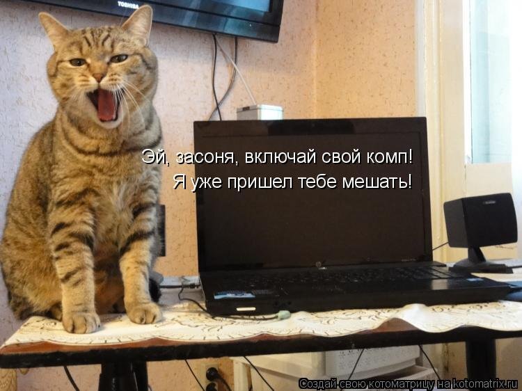 Включи быстро бесплатный. Кот и компьютер. Кот за компьютером. Кот и компьютер юмор. Котик с компьютером.