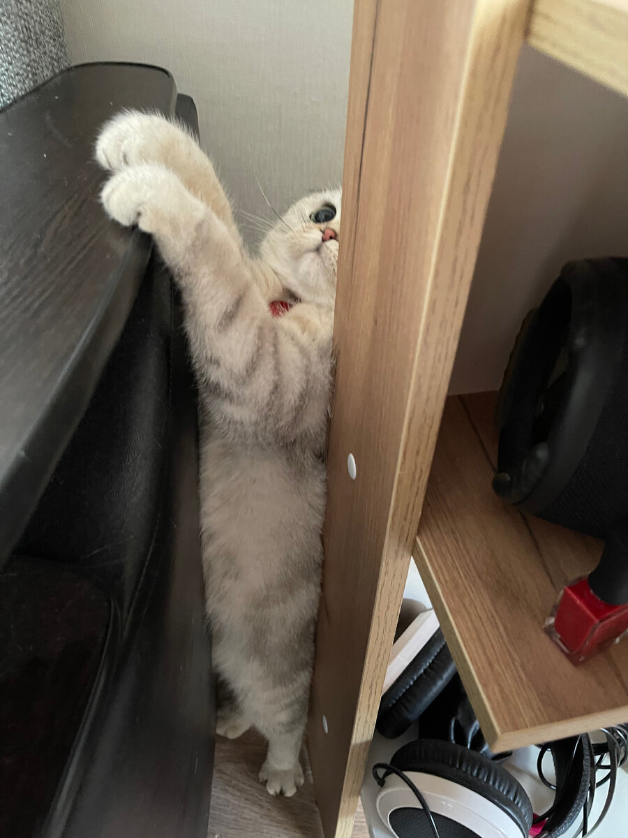 Когда выгодно Нарциссе , тогда она пытается играться, но а в целом эта кошка сама по себе .