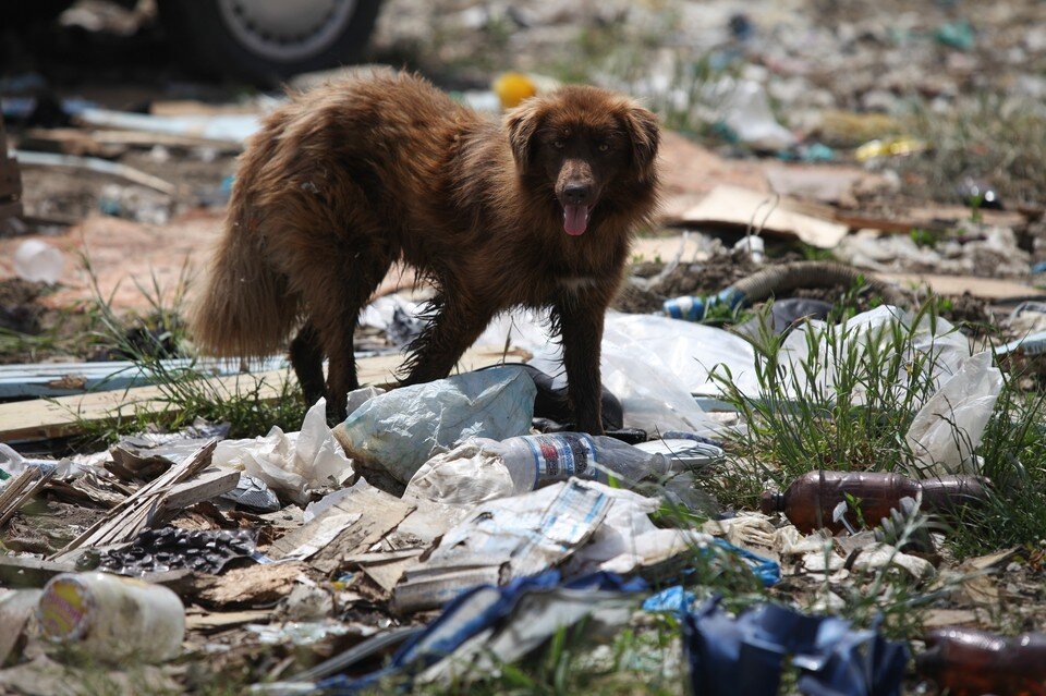     В Кировском районе до конца месяца ликвидируют еще 10 свалок Дмитрий АХМАДУЛЛИН