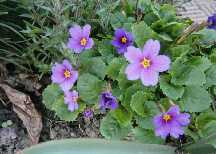 Юлия, но цветок