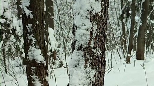 Парковые белки | Белка спрятала орех на дереве | Дзен