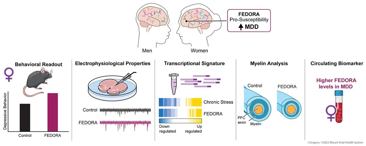    Исследование FEDORA проходило на мышах и мозге умершихIssler et al., Nash Family Department of Neuroscience and Friedman Brain Institute, Icahn School of Medicine at Mount Sinai, NY