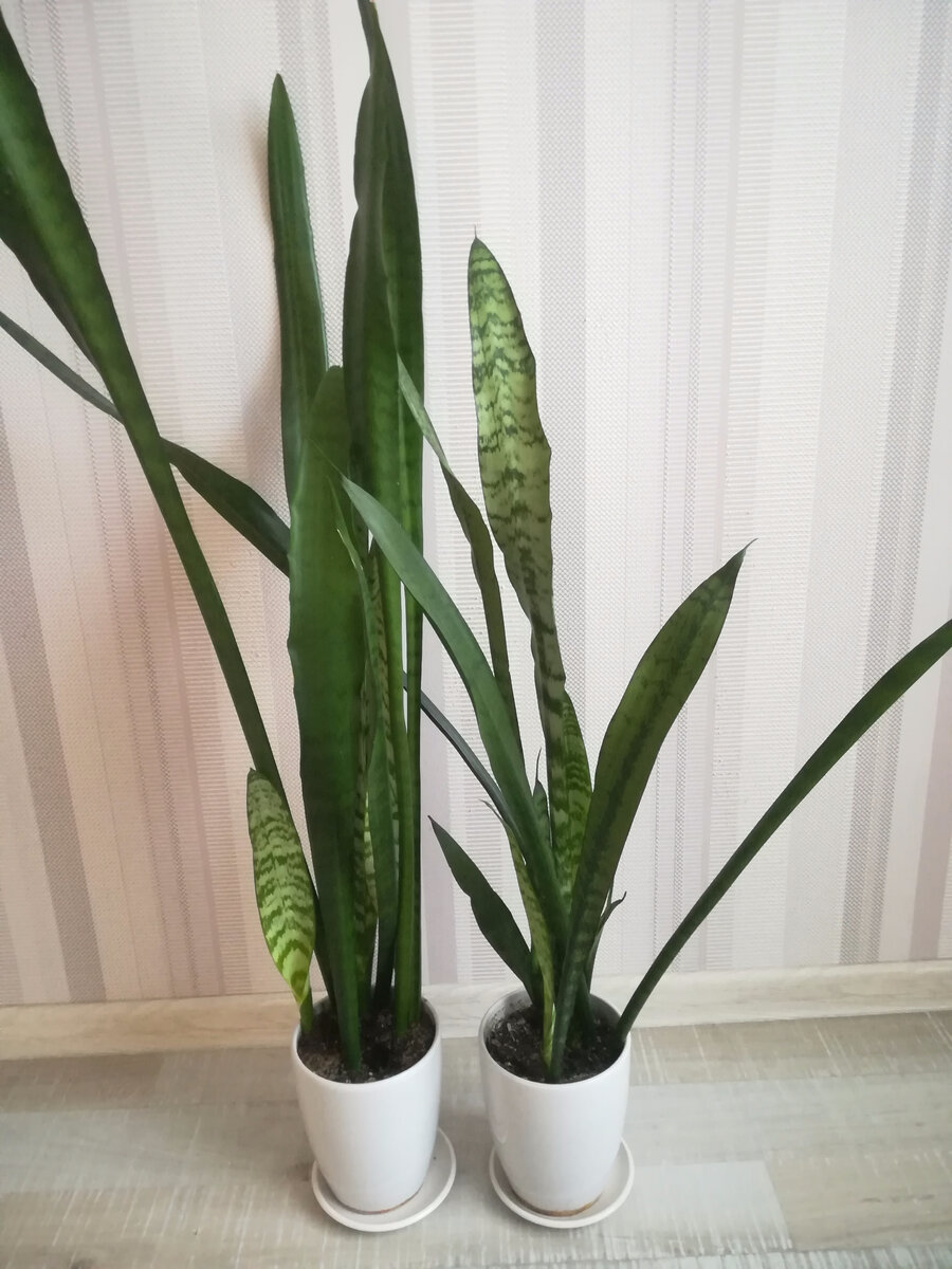 Мои сансевиерии