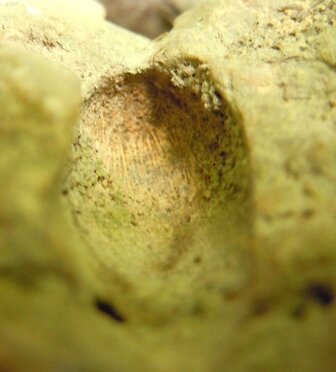 Этот осколок как бы сердолика уже известен множеству читателей Википедии, а благодаря копирайтерам, ещё и большему их количеству. Но сейчас он определяется как кварц, подвергнувшийся воздействию огнём.-27