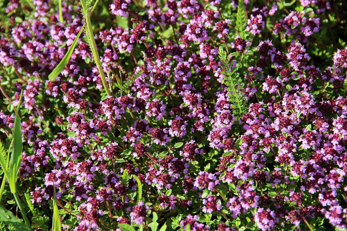 Трава тимьяна ползучего. Тимьян чабер. Тимьян ползучий (Thymus serpyllum). Богородская трава чабрец.