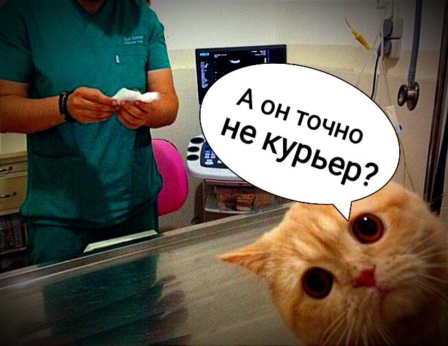 - Хозяйка! Он точно просто посмотрит?