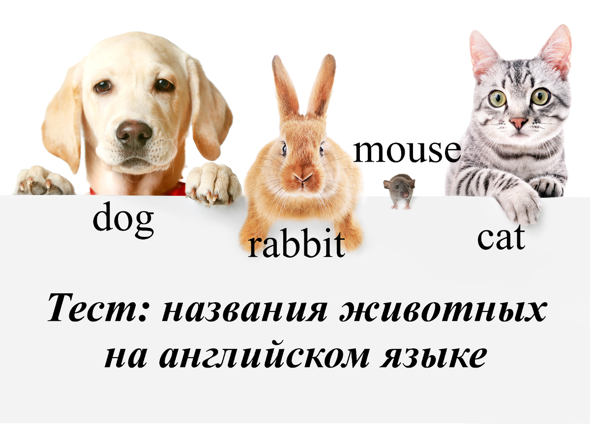 Тест на 3 животных. Тест название животных. тест 3 животных. английский язык кэт.