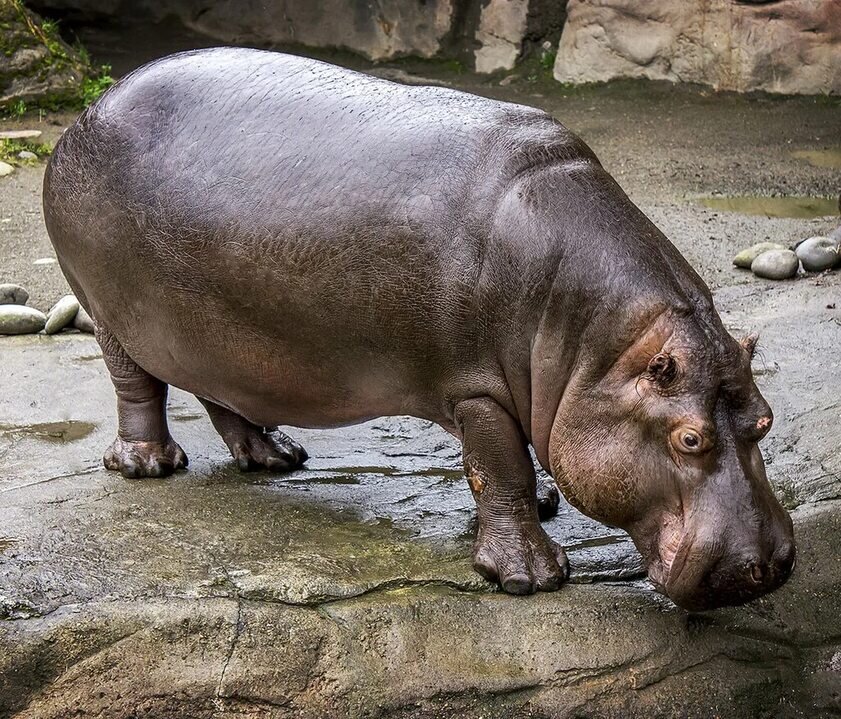 Бегемот или гиппопотам
