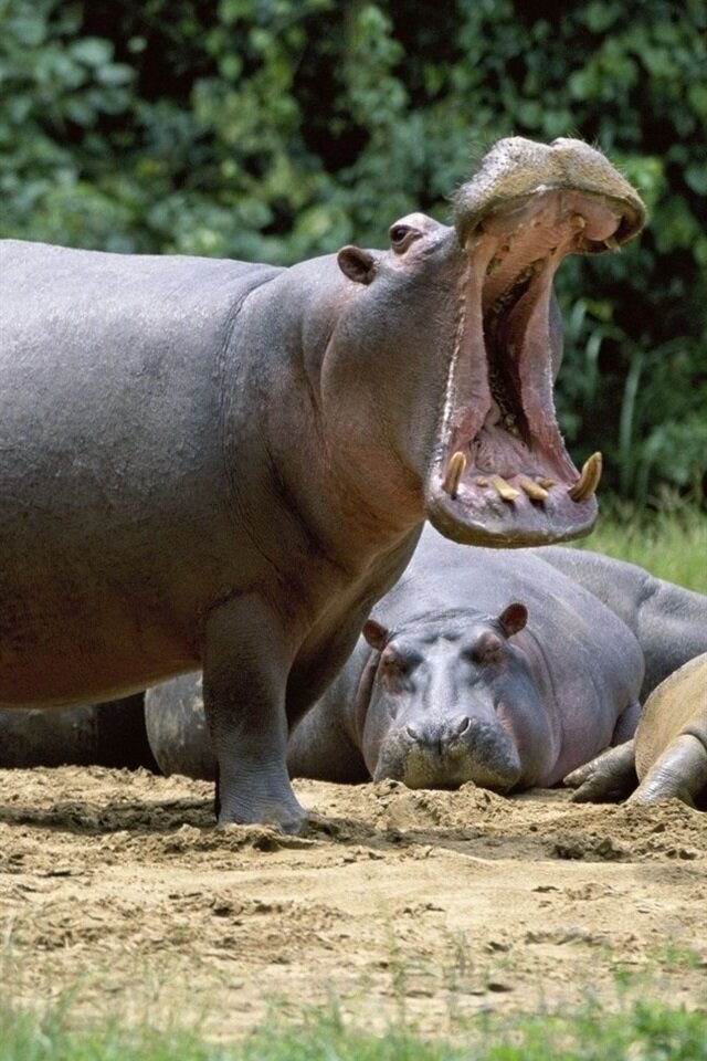 Бегемот или гиппопотам 