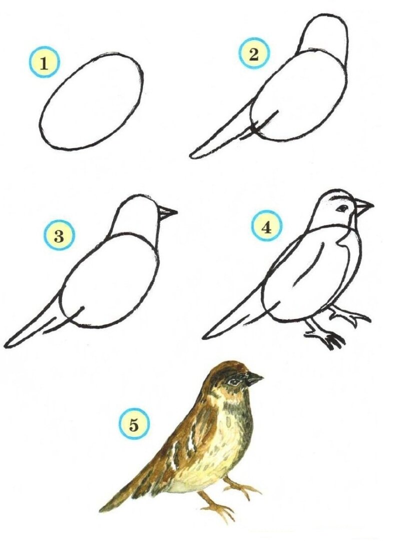Как нарисовать птицу поэтапно. Покажу 6 способов рисования разных птиц