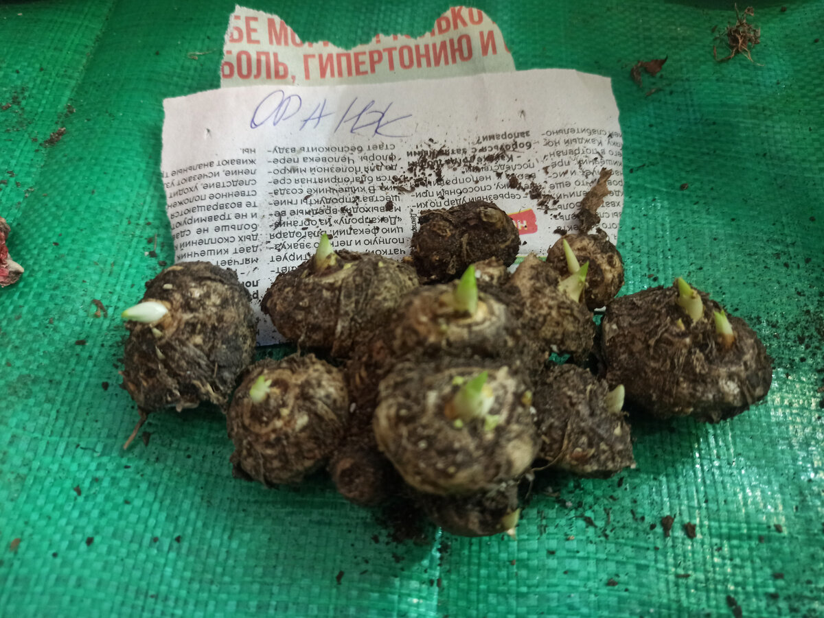 Калла оранжевая