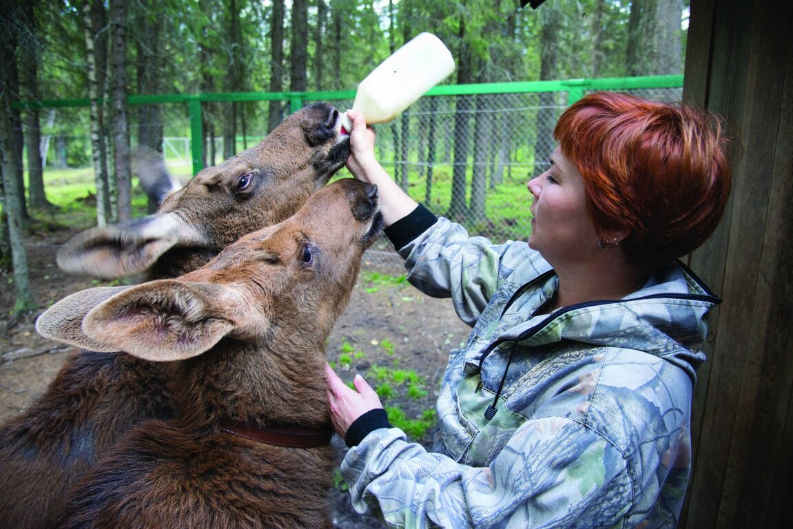Фото отсюда:  https://www.pechora-reserve.ru/fotografii