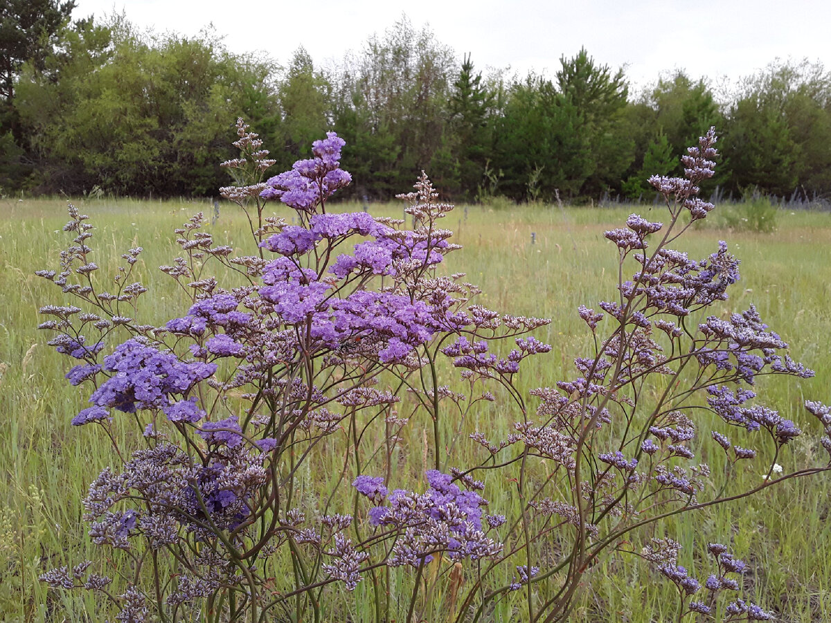 Бессмертник в степи. Фото из личного архива.