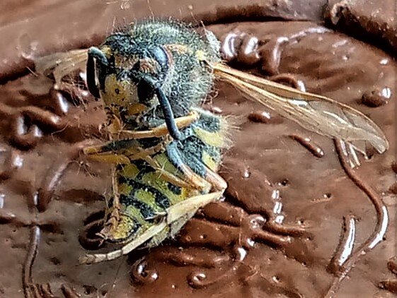                                             Пчелка в коме. Фотография автора.